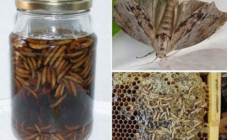How to use the health benefits of wax moth