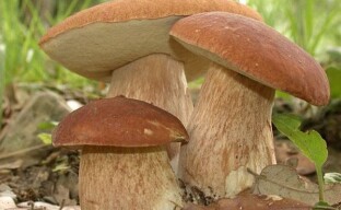 Imparare a raccogliere i funghi correttamente senza danneggiare la natura