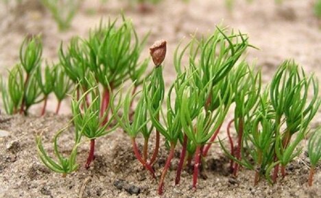 Jedle ze semen - tajemství a způsoby pěstování