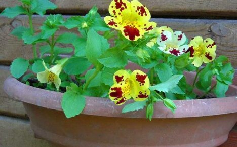 Growing mimulus from seeds: planting, soil selection, diving