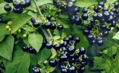 Certifique-se de plantar uma baga saudável no país - sunberry