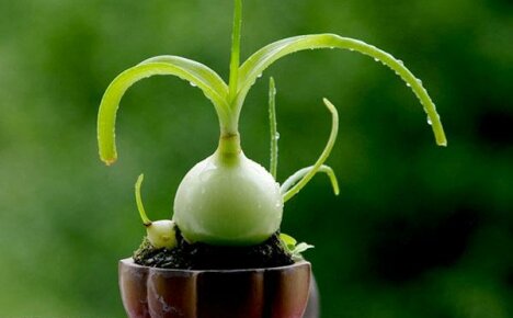 The healing properties of Indian onions: application, contraindications