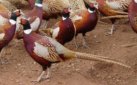Pheasants di rumah: jenis baka, peraturan penjagaan