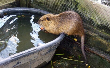 Breeding nutria at home - important points for beginners
