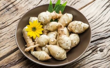How to use Jerusalem artichoke and how it is useful for the body