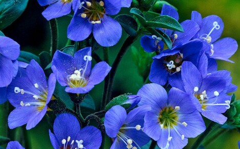 Illuusio tilavuudesta ja syvyydestä - siniset ja siniset kukat yksivärisessä kukkapenkissä
