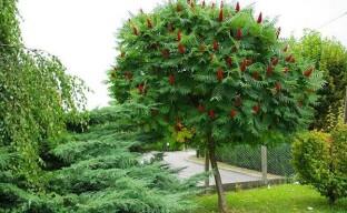 Nezahtjevni agresor - stablo sumaca