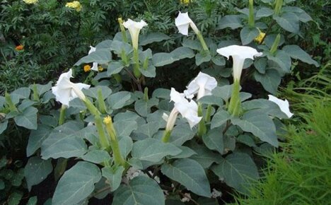 A cute flower with mysterious properties - Datura