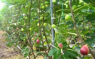 A horizontal cordon is the ideal way to form figs when grown in high-risk areas