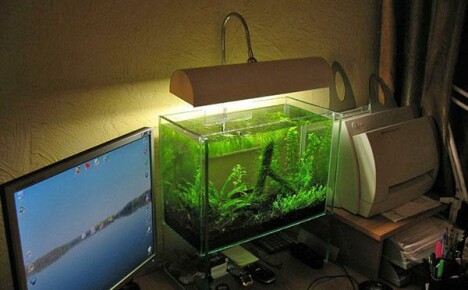 Por que você precisa de iluminação de aquário e como escolhê-la corretamente