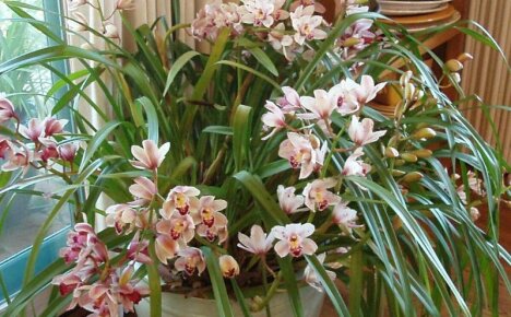 L'orchidea più bella - cymbidium, assistenza domiciliare per un'epifita profumata