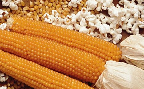Wählen Sie eine geeignete Maissorte für Popcorn und bauen Sie sie auf unserem eigenen Grundstück an