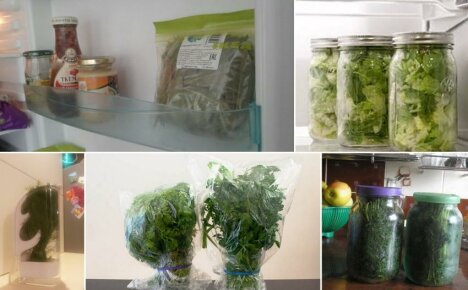 How to store greens in the refrigerator for a long time - proven methods