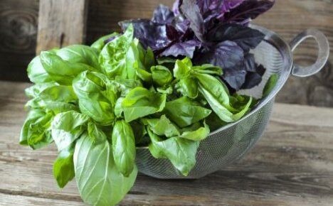 Proč je bazalka užitečná - léčivá bylina ze zahrady pod oknem