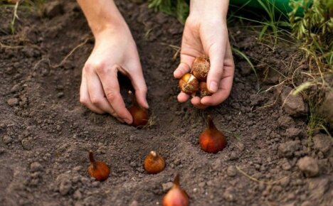 إن الزراعة الصحيحة للزنبق في الخريف في الأرض هي مفتاح الإزهار المبكر والمبتكر للمصابيح
