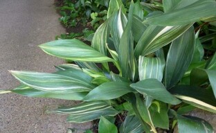 An example of an exemplary family is the aspidistra