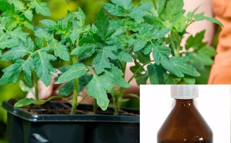 Aktivní používání peroxidu vodíku pro rostliny v místnosti, zahradě a zeleninové zahradě