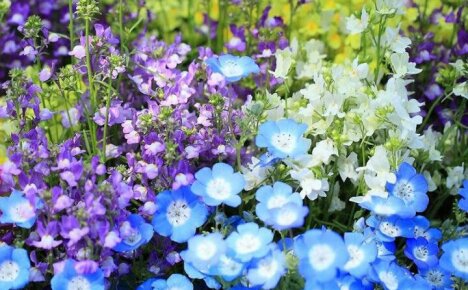 Bright and sophisticated Nemophila flowers for country flower beds