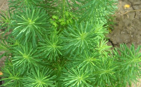 Feinheiten und Nuancen beim Pflanzen und Pflegen von Zypressen-Wolfsmilch für eine farbenfrohe Blüte