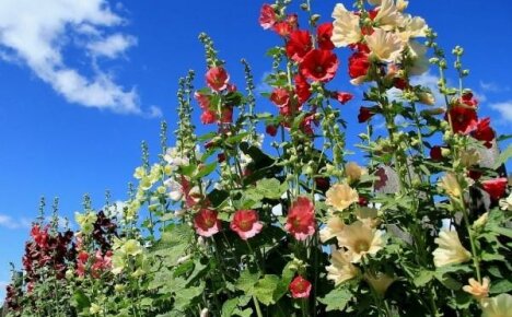 Pěstování slézu v zahradě: tajemství bujného kvetení
