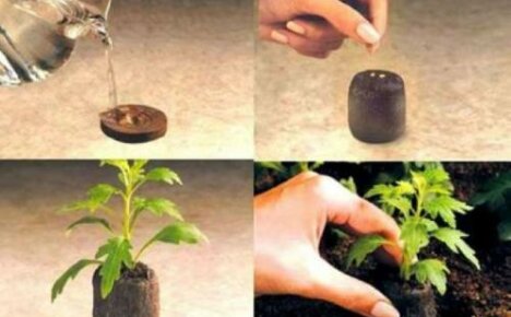 Kaip sodinti sėklas durpių tabletėse ir kodėl jos geros