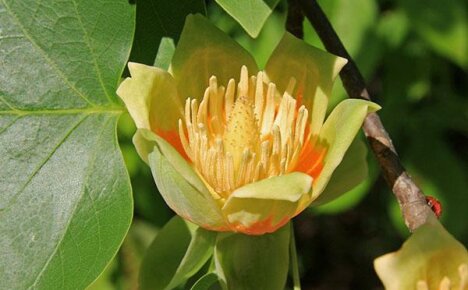 Kenmerken van het thuis kweken van een tulpenboom