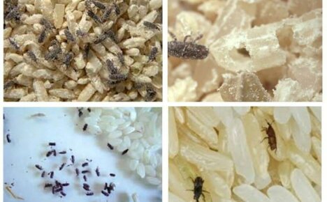 We sparen voedselvoorraden - snuitkevers in het appartement, hoe we zich kunnen ontdoen van ongedierte