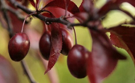 Śliwka czerwonolistna rozłożysta - elegancka dekoracja ogrodu