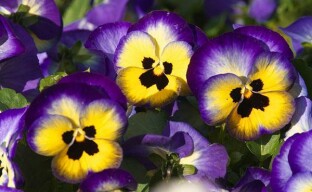 Välja ljusa fleråriga blommor för en sommarstuga