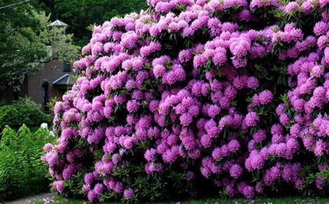 Rhododendrons in the Urals: care and planting in a harsh climate