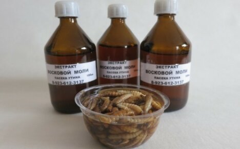 The pest can also be useful - wax moth, instructions for using a healing tincture from it