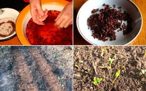 Jak wyhodować berberys z nasion: sadzenie subtelności