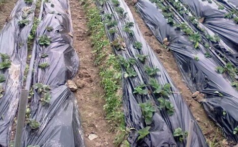 Mes padidiname lovų derlingumo plėvele iš Kinijos derlingumą