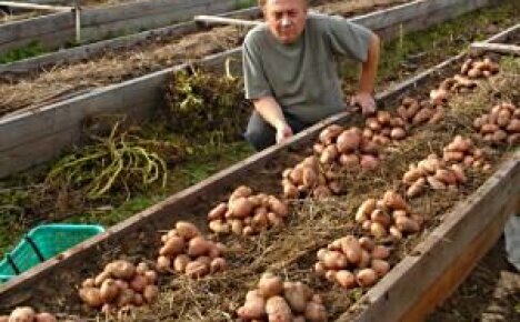 Jak sbírat pytel brambor z 1m2 plochy? (video)
