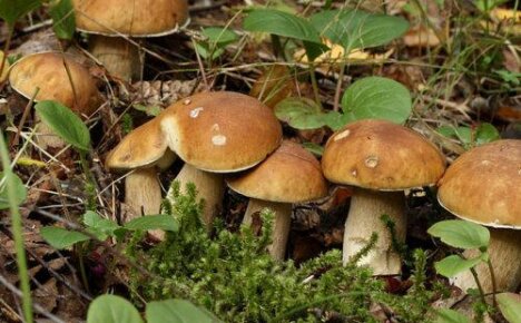 Mycelium houby lze pěstovat na zahradě