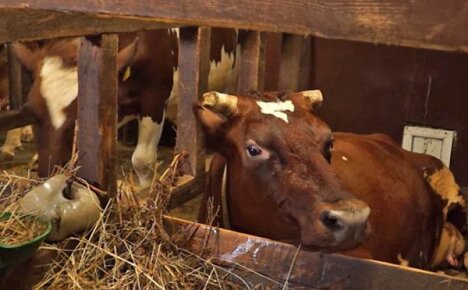 Allevare le mucche in un'azienda agricola privata