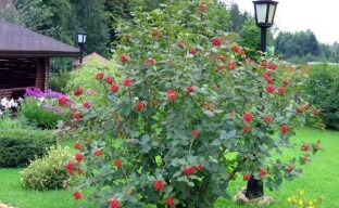 Cultivar viburnum no jardim - o que você precisa saber sobre como plantar e cuidar de uma planta