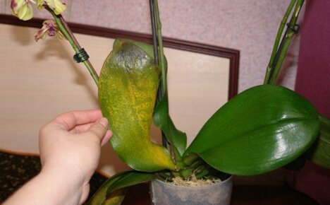 Erforschung von Orchideenkrankheiten und Pflanzenrettung