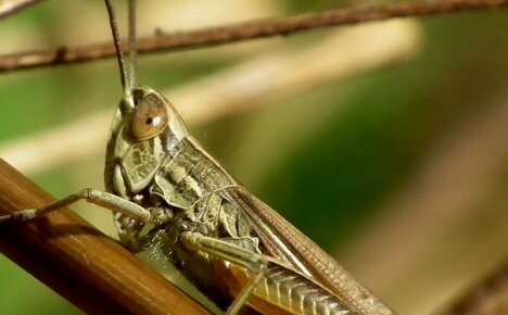 Hvordan håndtere gresshopper og redde dyrebare avlinger
