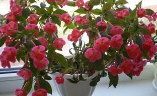 Proper care of Achimenes as a guarantee of their lush flowering