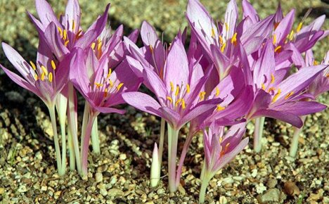 Medicinal properties of colchicum - when poison becomes medicine for cancer patients