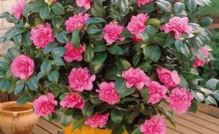 The difficulties of growing camellia