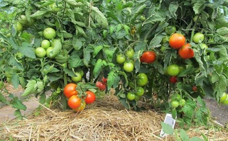 Mulchen von Tomaten auf freiem Feld: Kampf um die Ernte