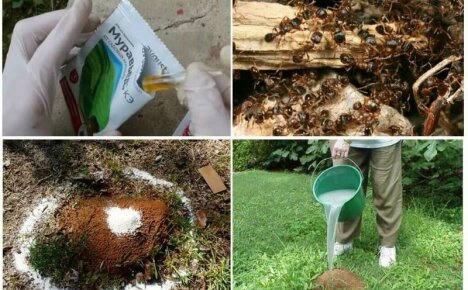 Impossibile è possibile o come sbarazzarsi delle formiche in giardino