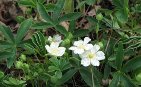 White cinquefoil - a medicinal herb for the beauty of the garden and your health