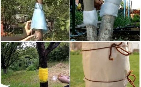 Ant hunting belt is a reliable and cheap means for protecting fruit trees
