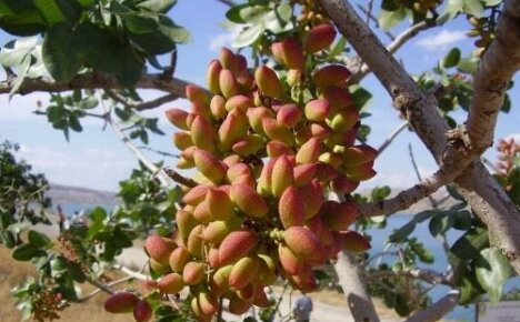 Ką mes žinome apie pistacijų medį ir kaip jis auga