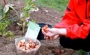 Datum för plantering av tulpaner på hösten