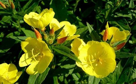 Planting and caring for perennial evening primrose