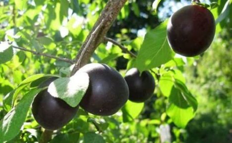 Apricot Hummingbird akan mengejutkan dengan buah-buahan hitam dengan ukuran sederhana